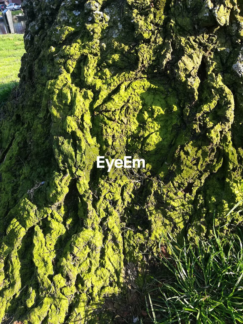 HIGH ANGLE VIEW OF MOSS GROWING ON TREE