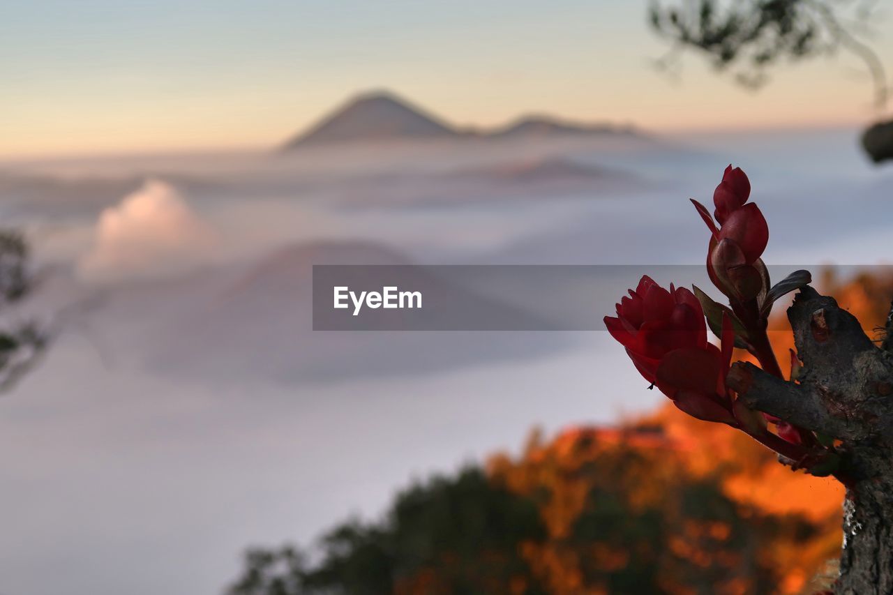 CLOSE-UP OF ORANGE FLOWERING PLANT AGAINST SKY DURING SUNSET