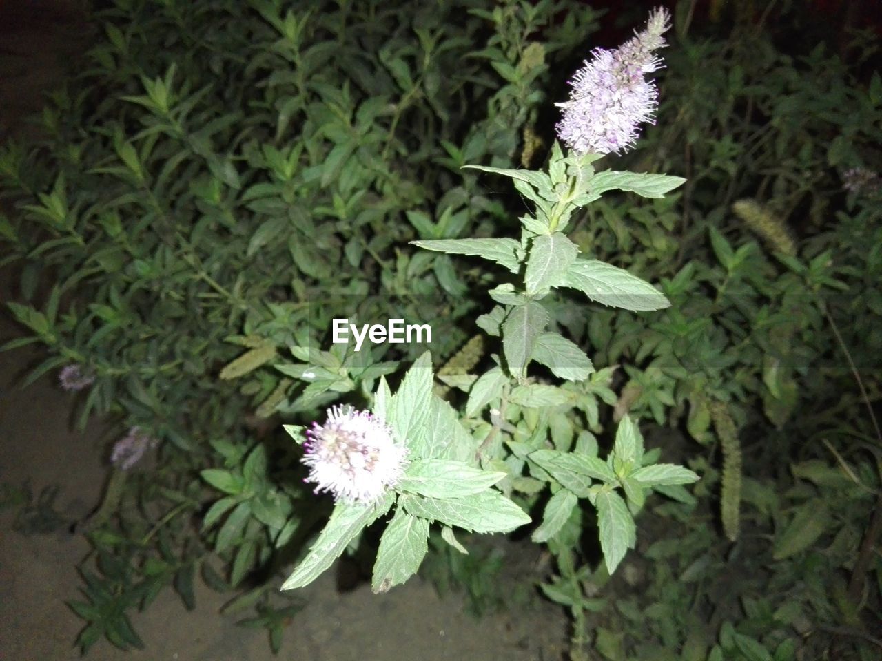 CLOSE-UP OF FLOWERS BLOOMING