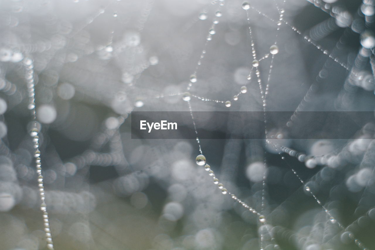 Close-up of wet spider web