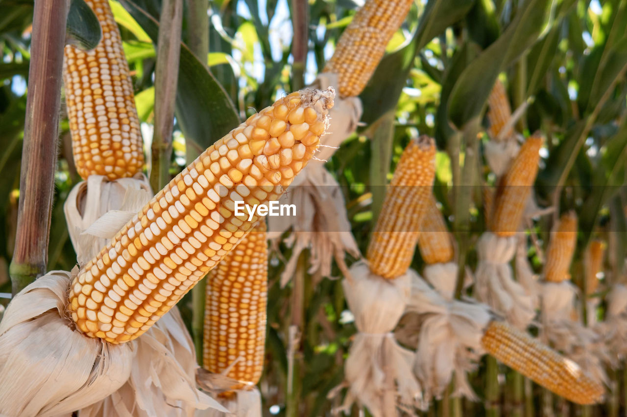 close-up of corn at farm