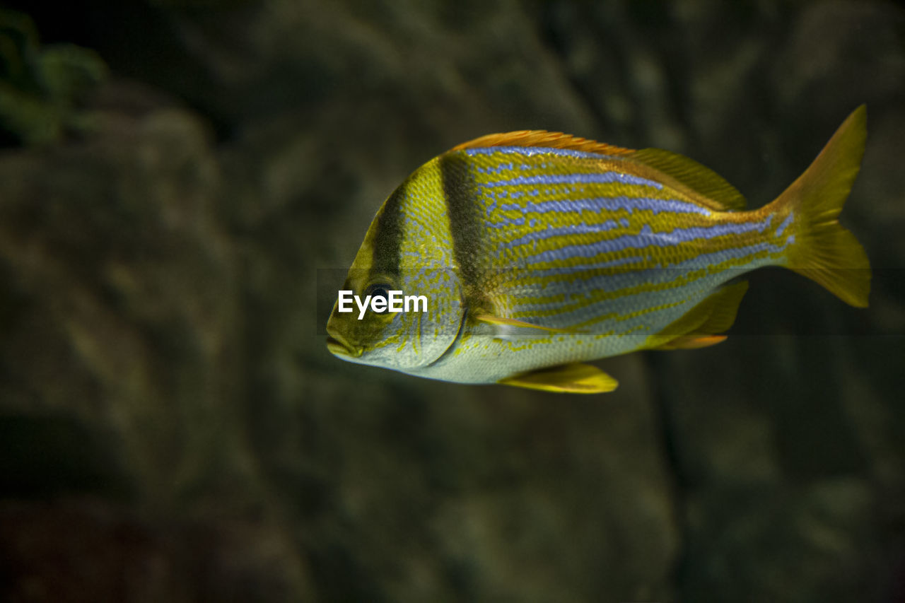 Close-up of fish swimming in sea