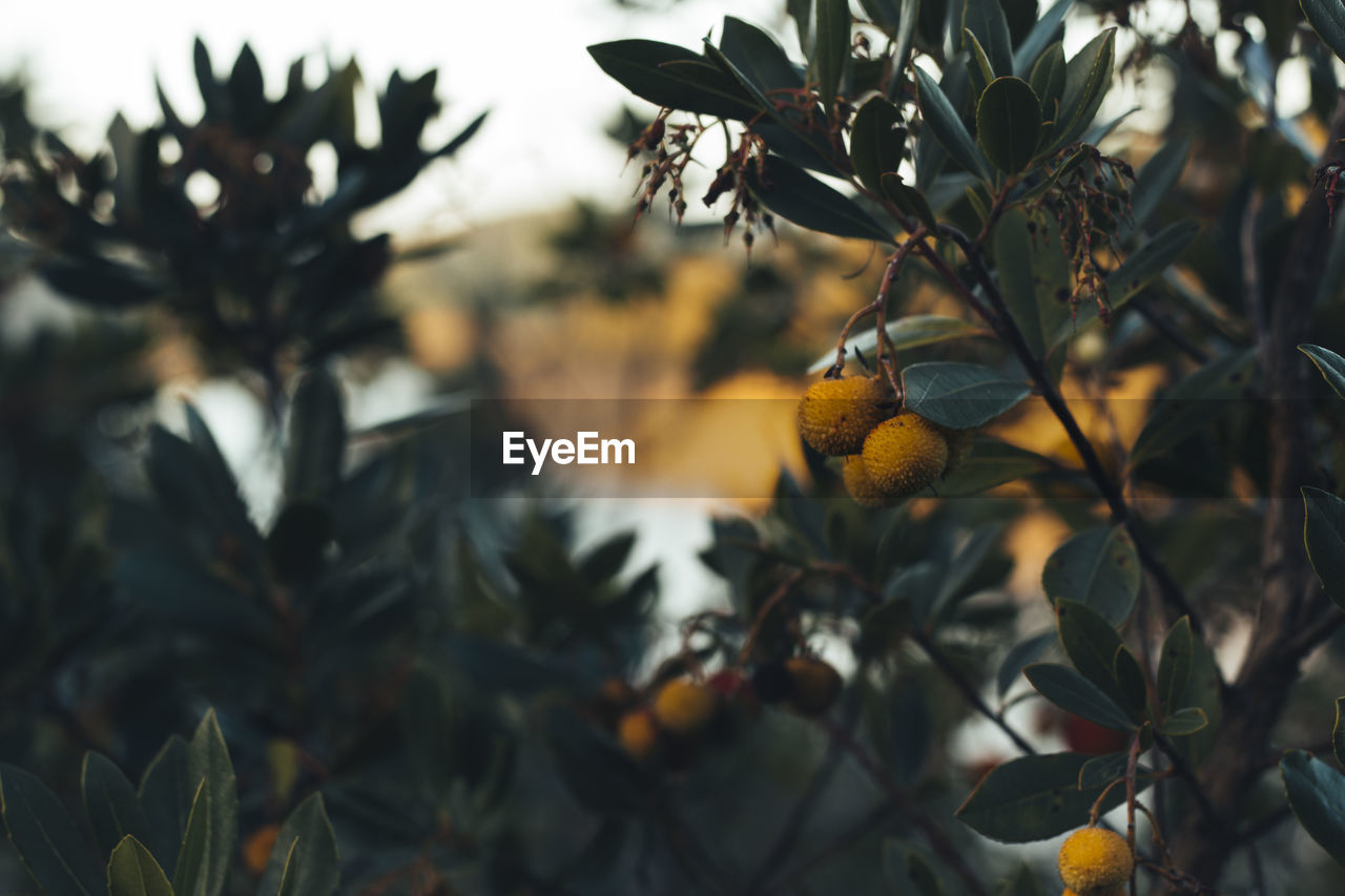 VIEW OF ORANGE FRUIT TREE