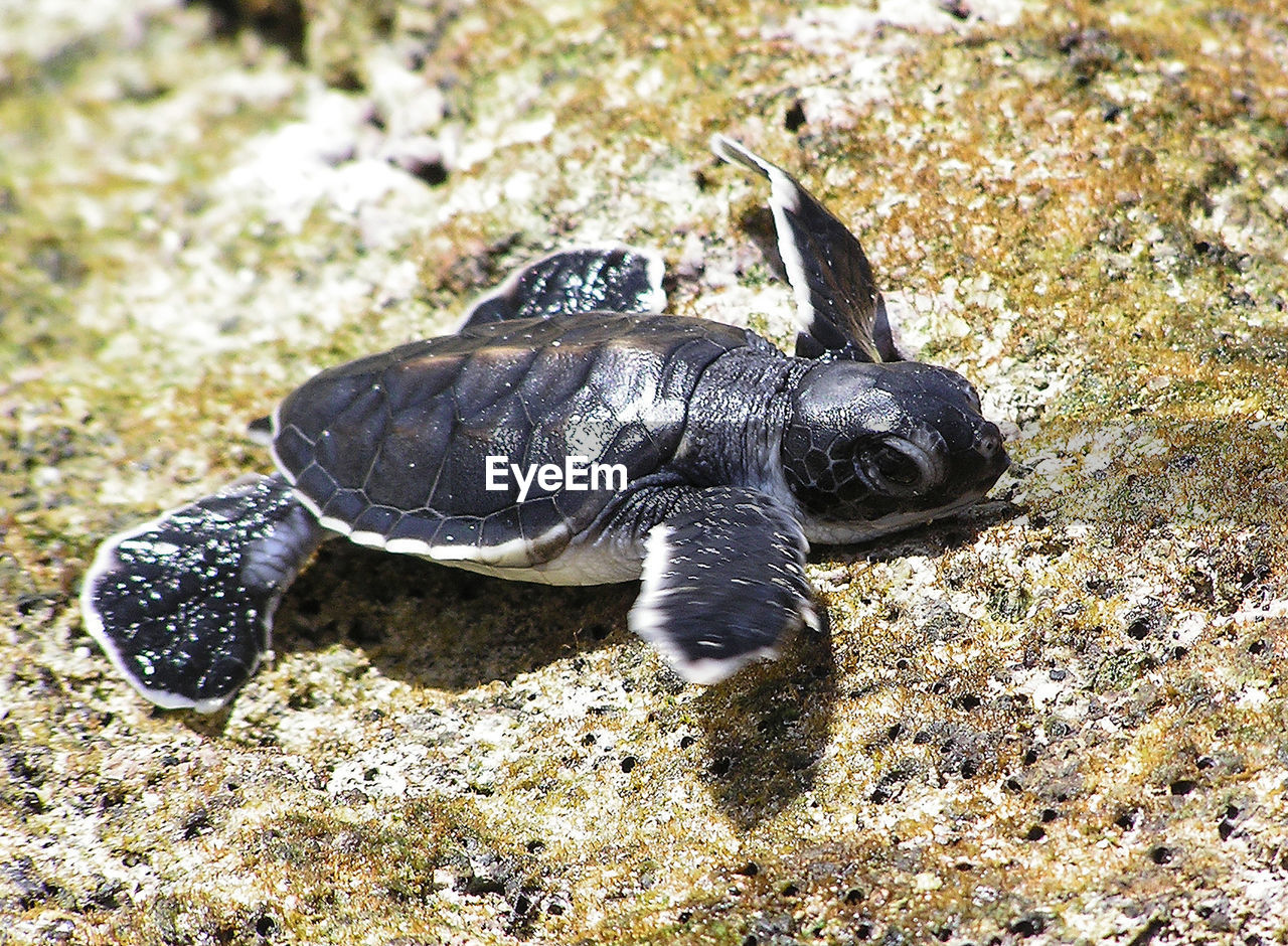 High angle view of turtle on rock