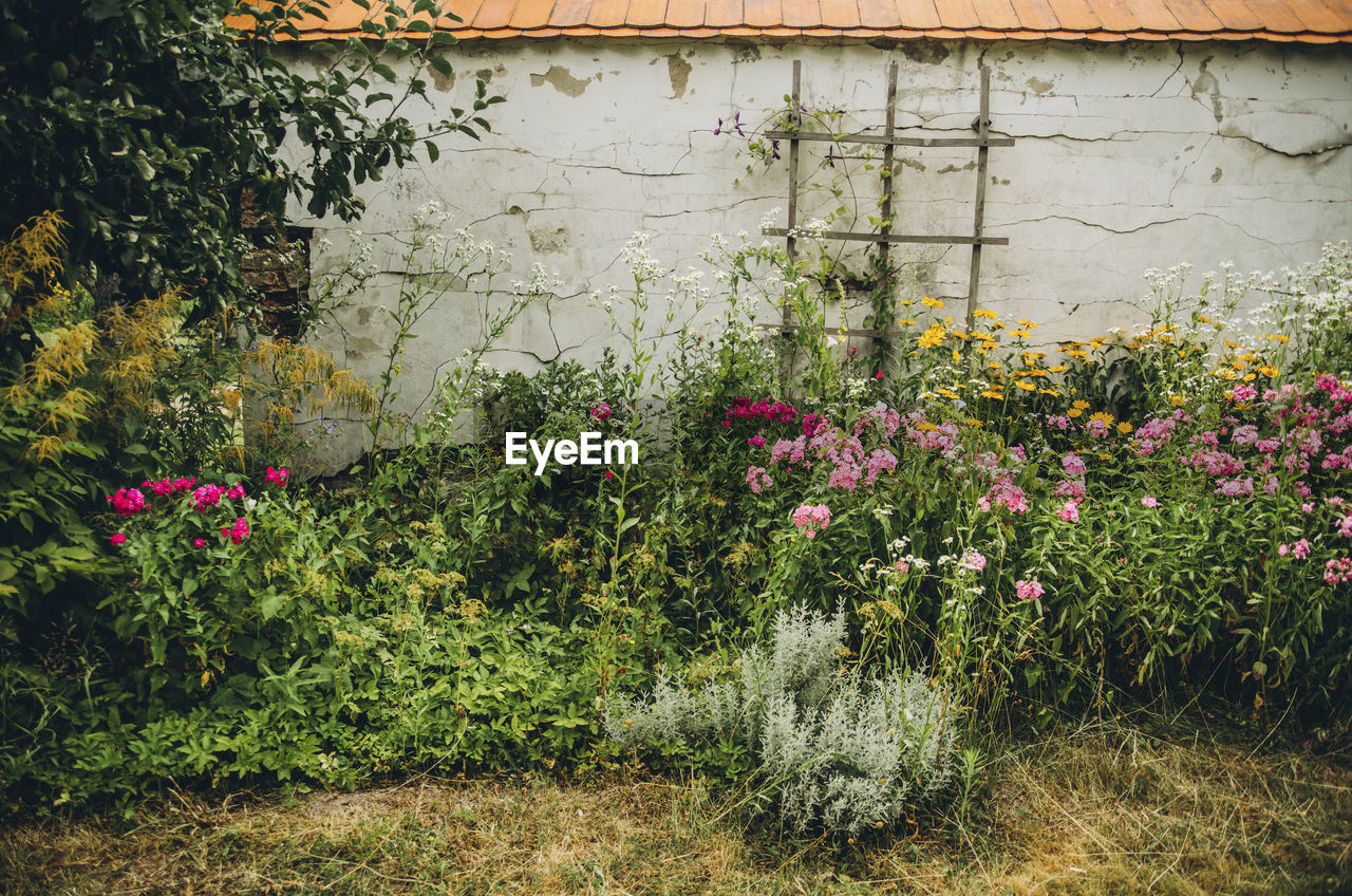 FLOWERING PLANTS IN YARD