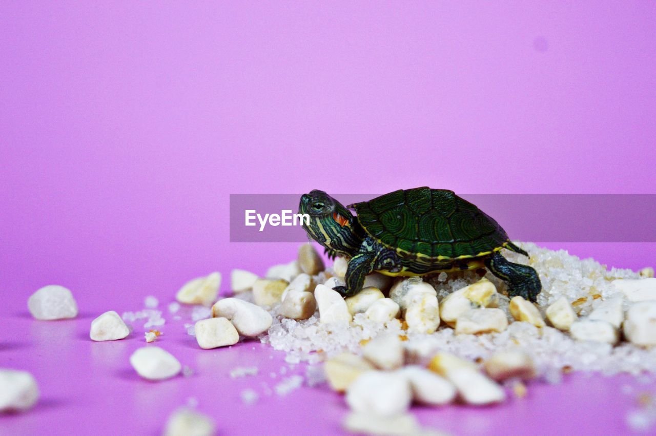 Turtle on a pink background