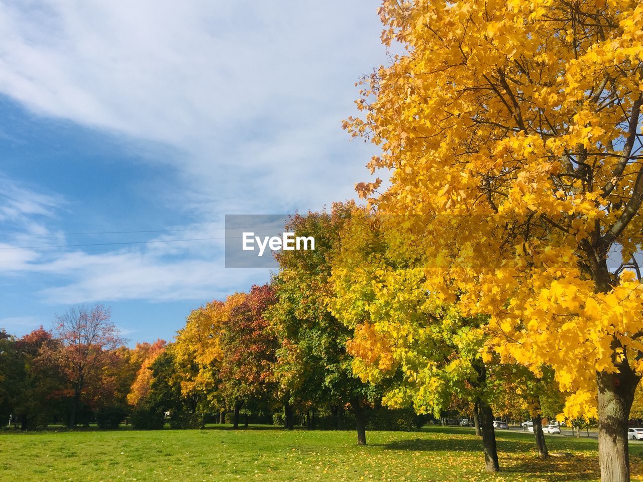 TREES GROWING IN PARK DURING AUTUMN AGAINST SKY