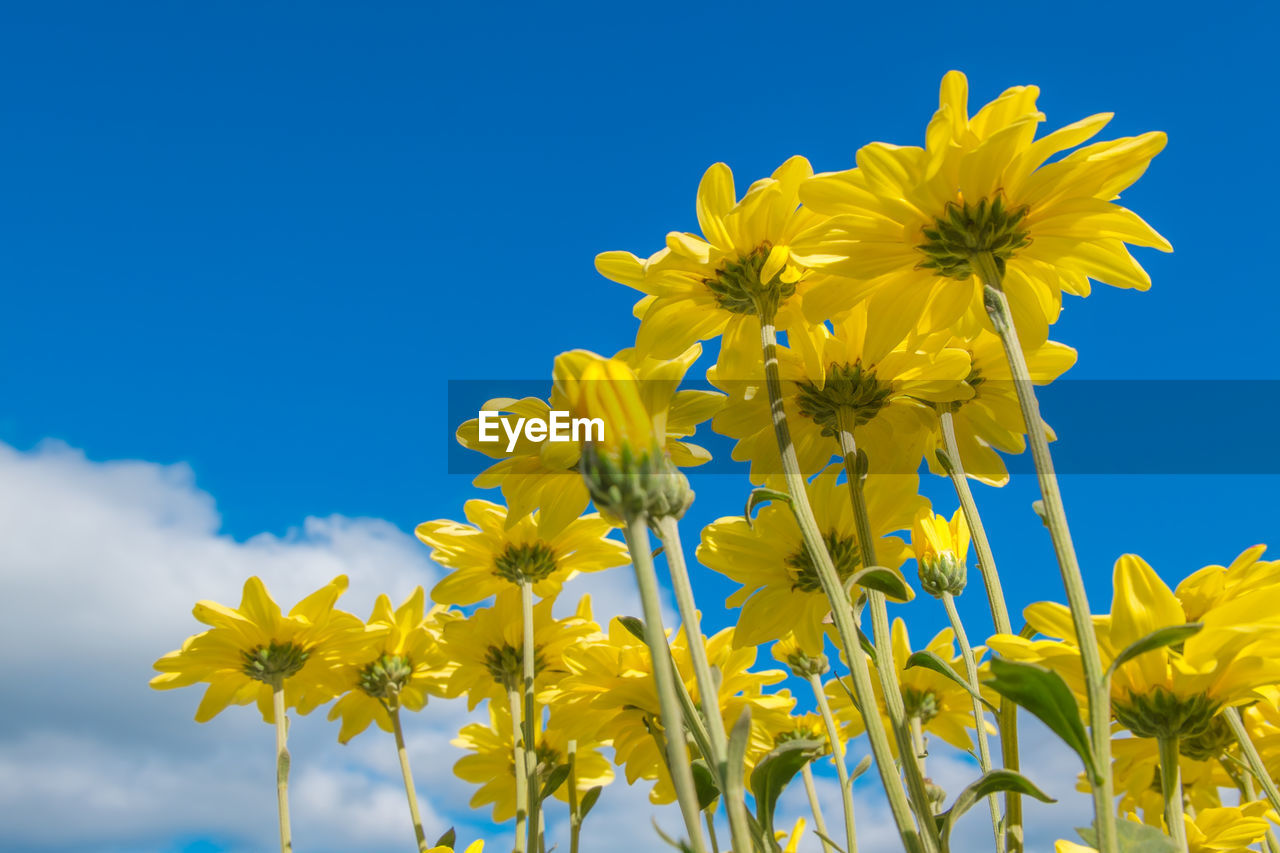 Low angle view of yellow flower against blue sky