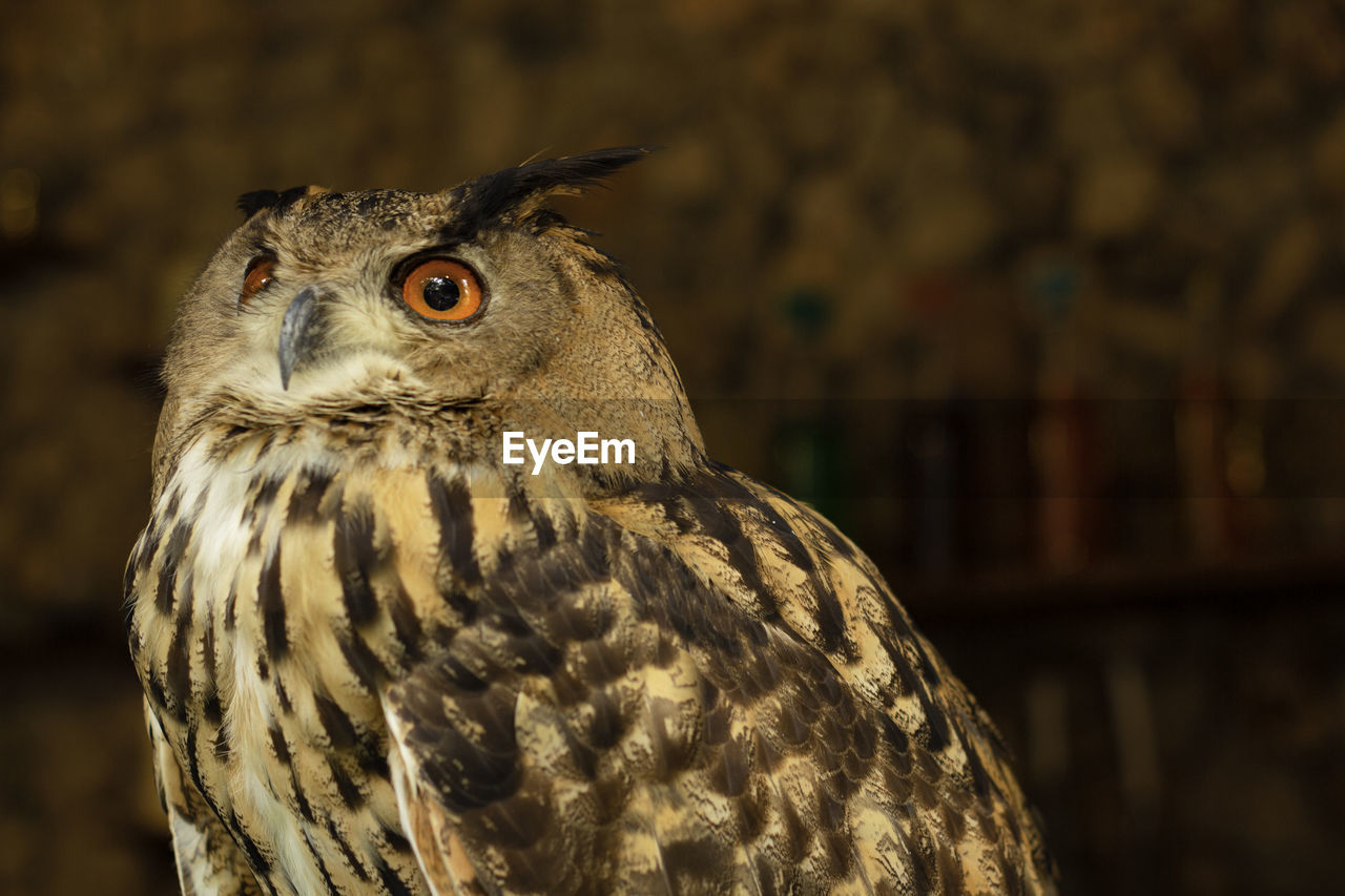 Close-up portrait of owl