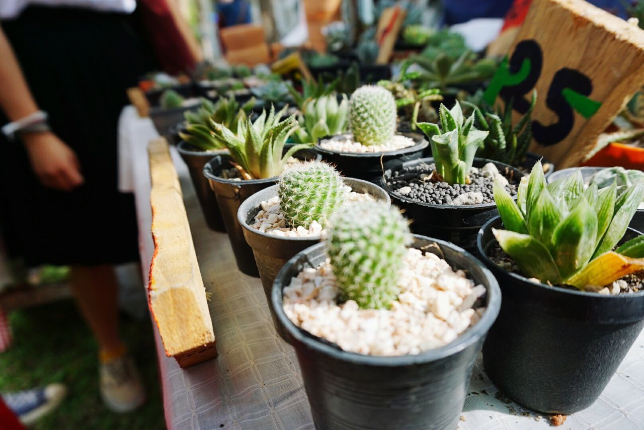 Close-up of cactus plants for sale