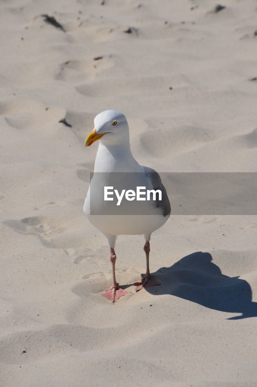 SEAGULL PERCHING ON SAND