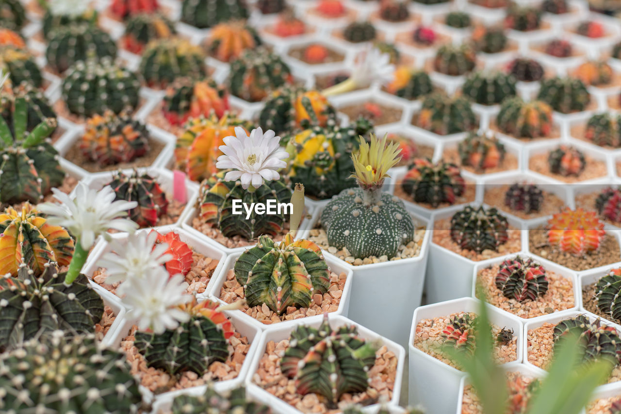 Full frame shot of potted plants