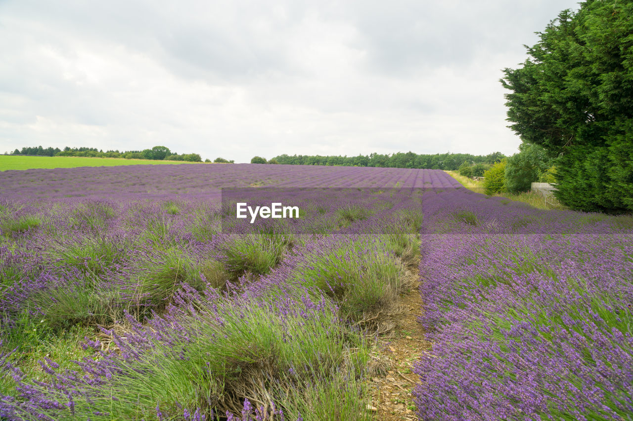 PURPLE FLOWERING PLANTS ON FIELD AGAINST SKY