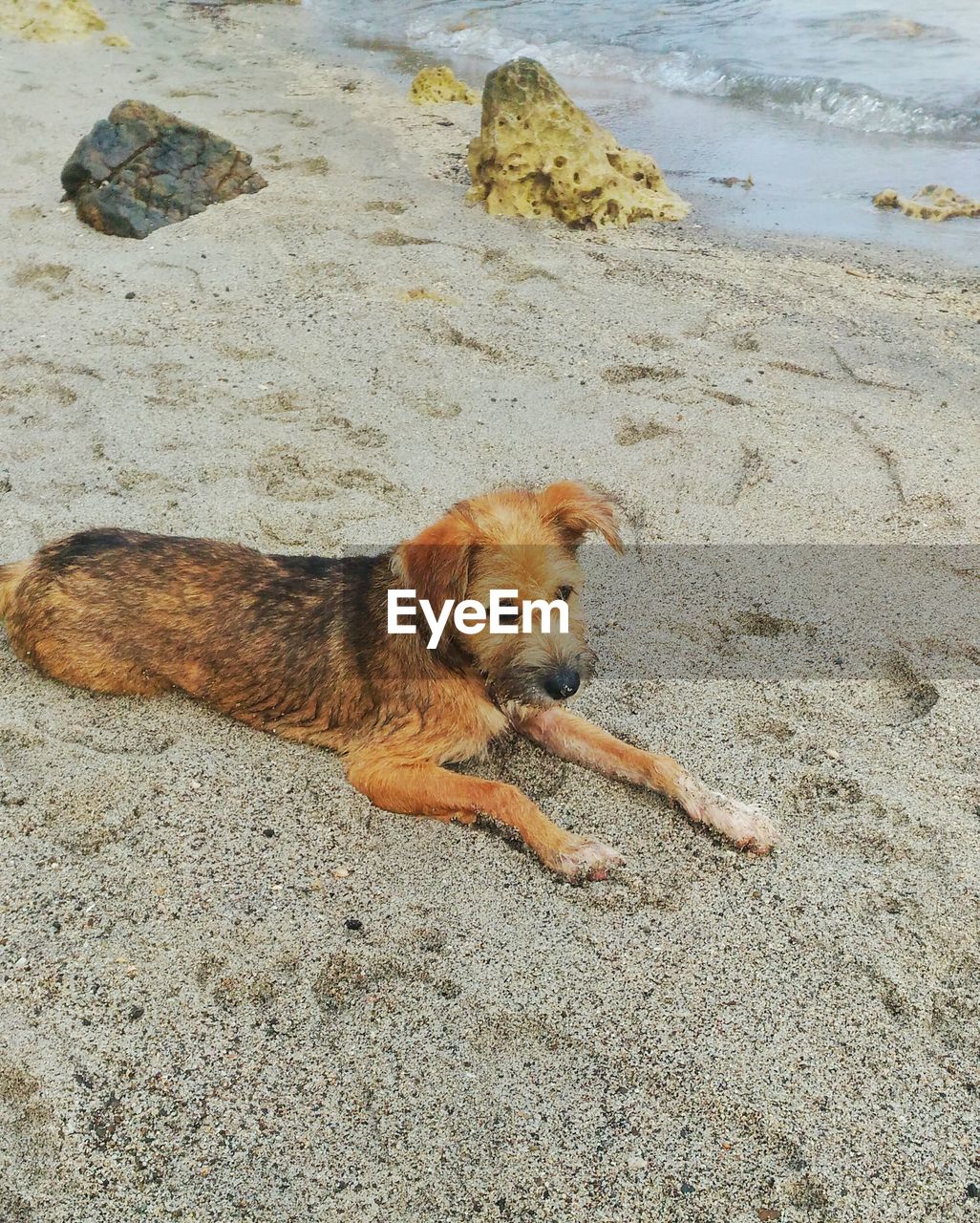 High angle view of dog sitting at beach