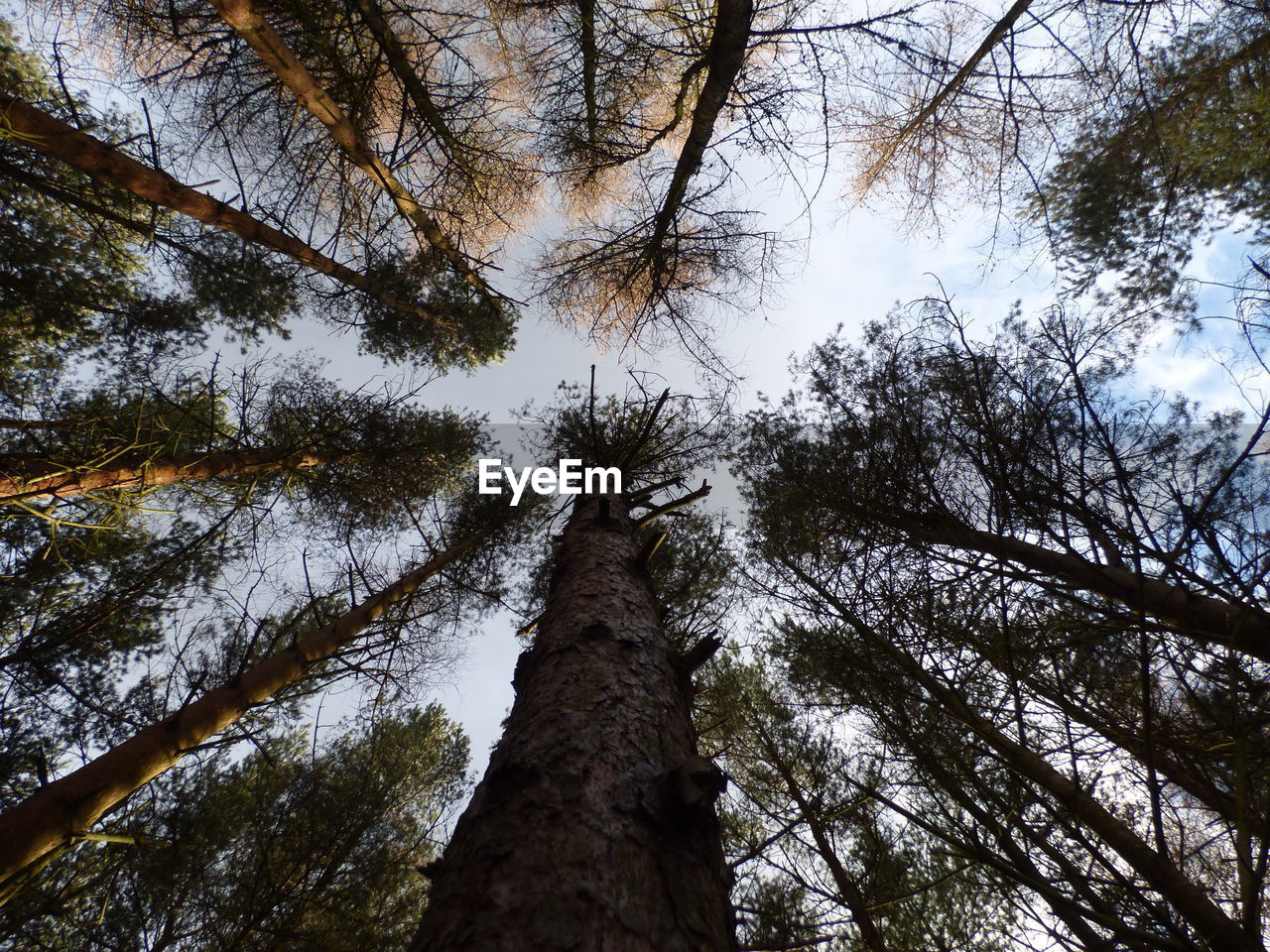 Low angle view of trees in forest