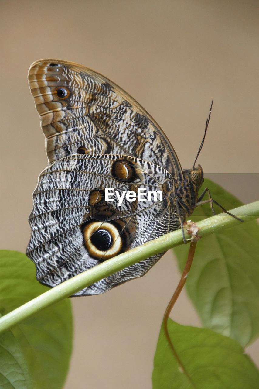 CLOSE-UP OF BUTTERFLY ON LEAF OUTDOORS