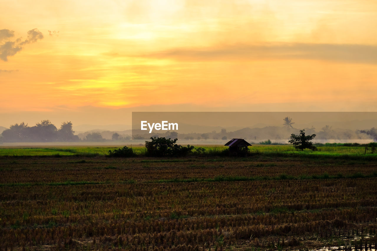 SCENIC VIEW OF FIELD AGAINST ORANGE SKY