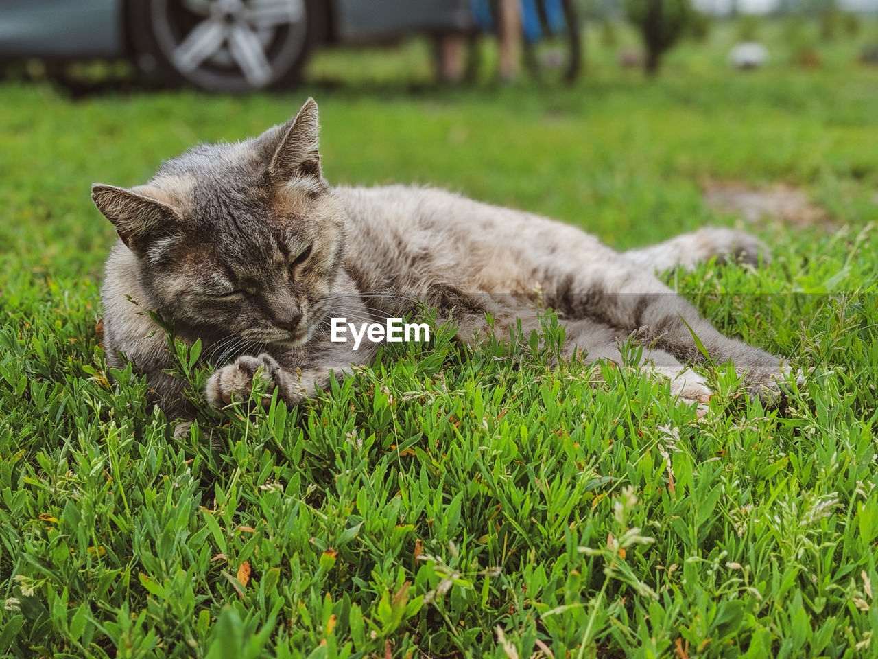 CAT RESTING ON GRASS