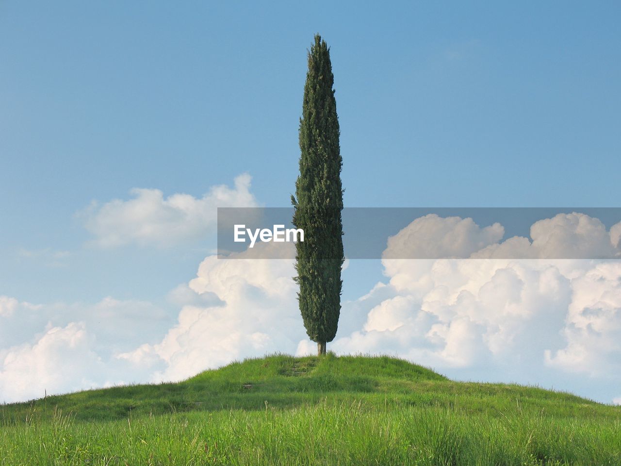 Tree on grassy field against sky