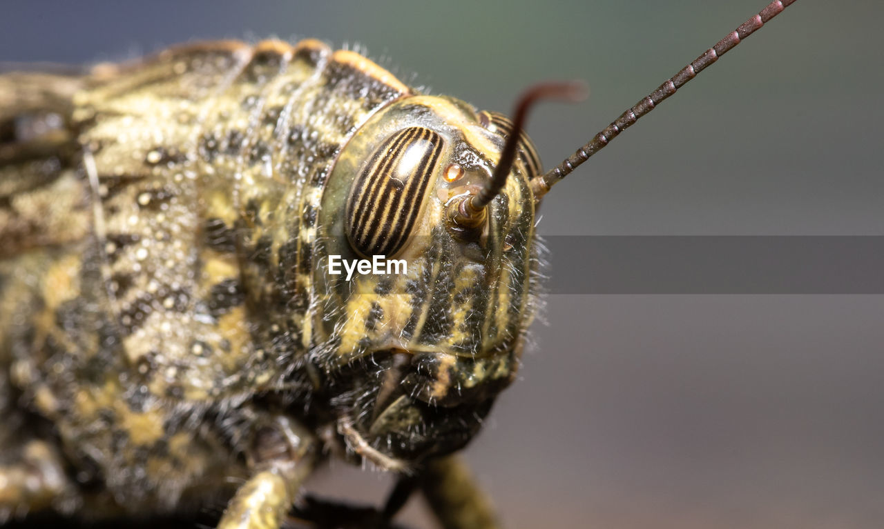 Close-up of insect