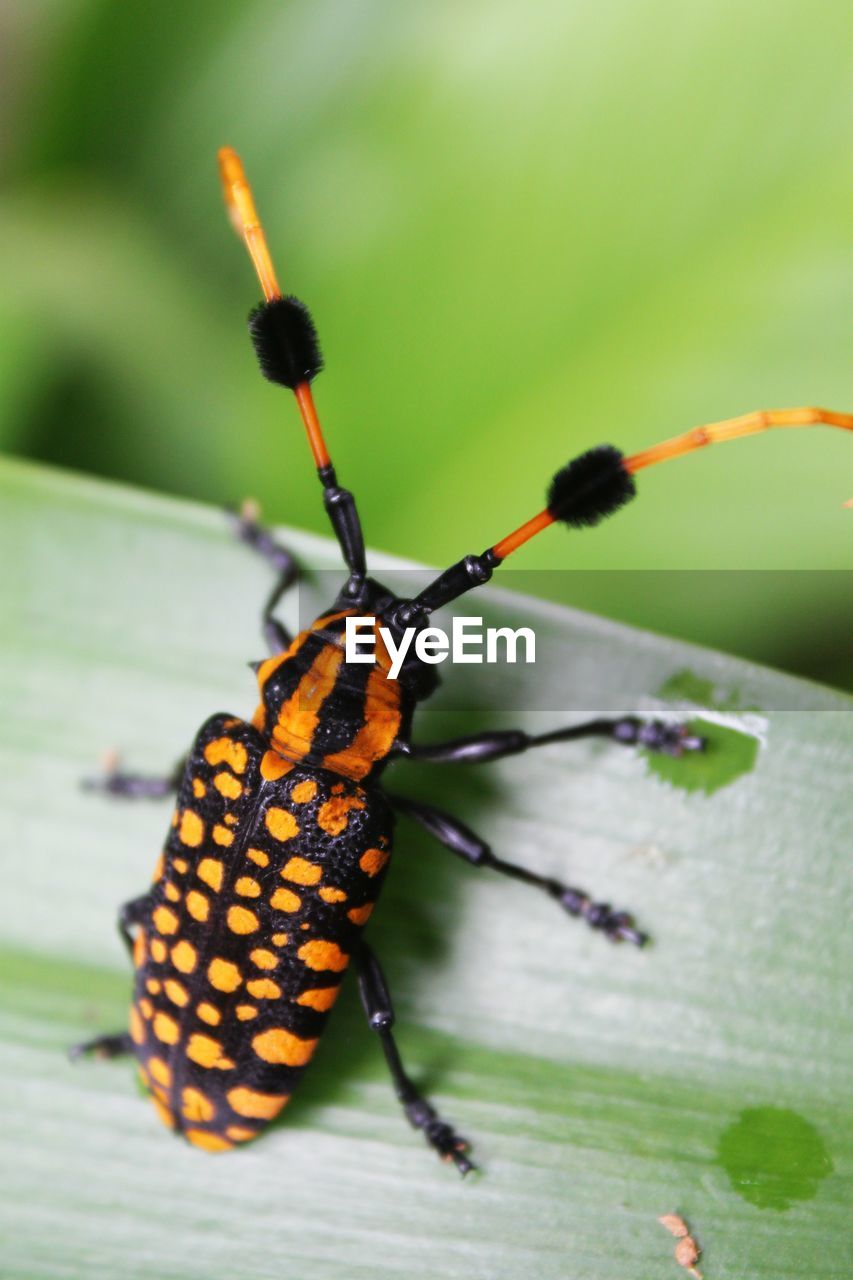 INSECT ON LEAF