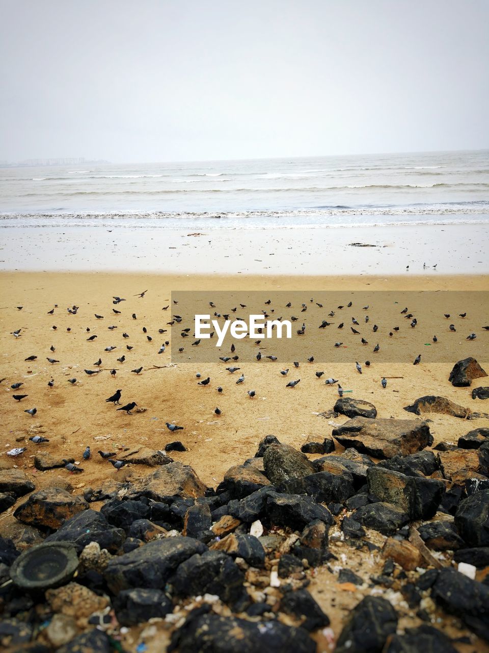 FLOCK OF BIRDS AT BEACH AGAINST CLEAR SKY