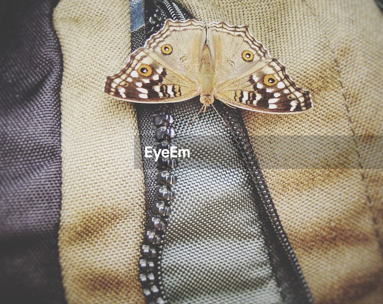 Close-up of moth on fabric