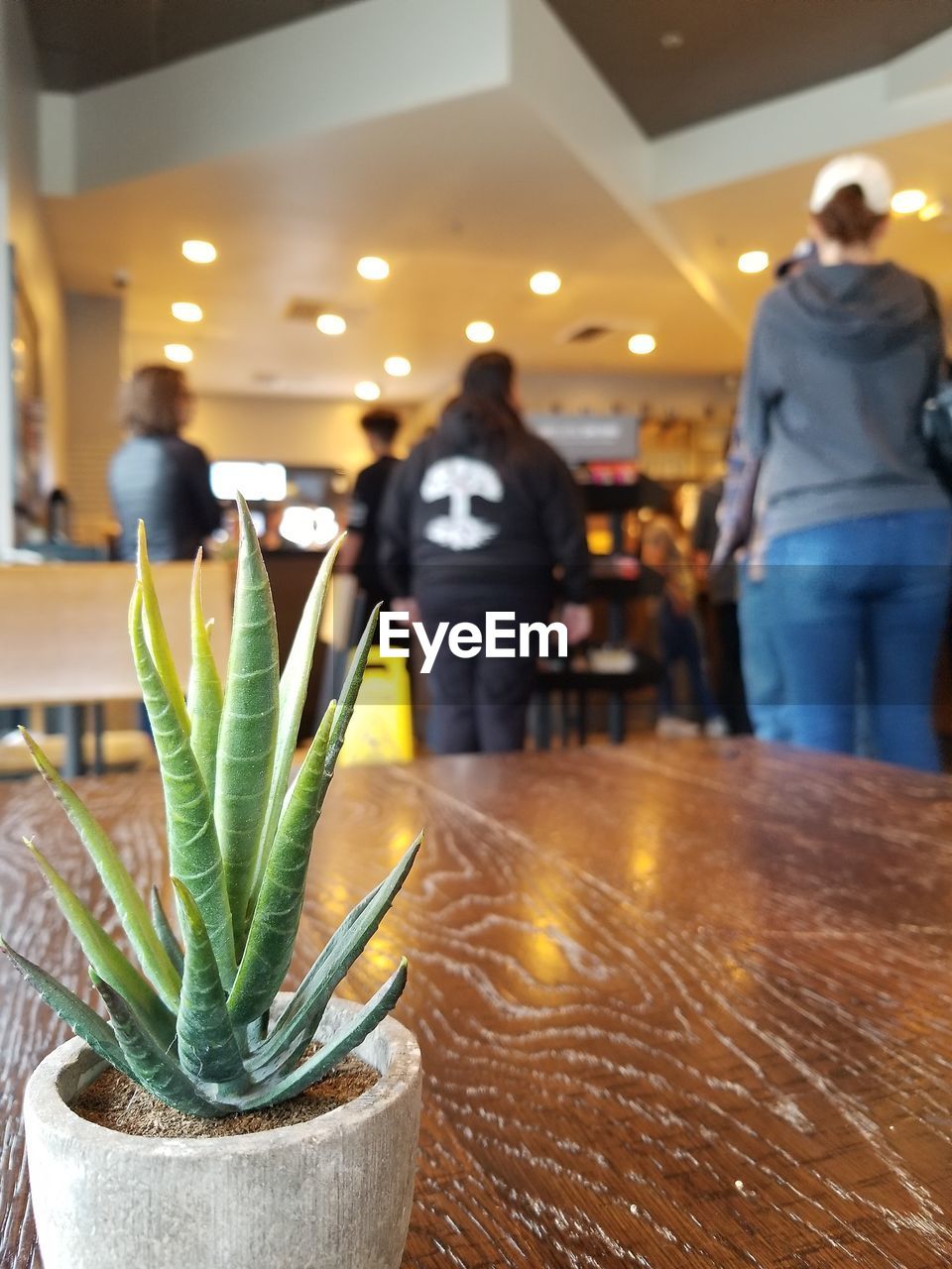 People standing in restaurant with potted plant on table