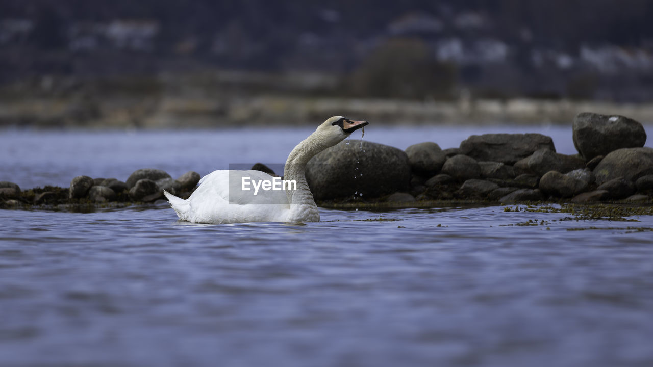 Close-up on a swan eating seaweed on the west coast of sweden.