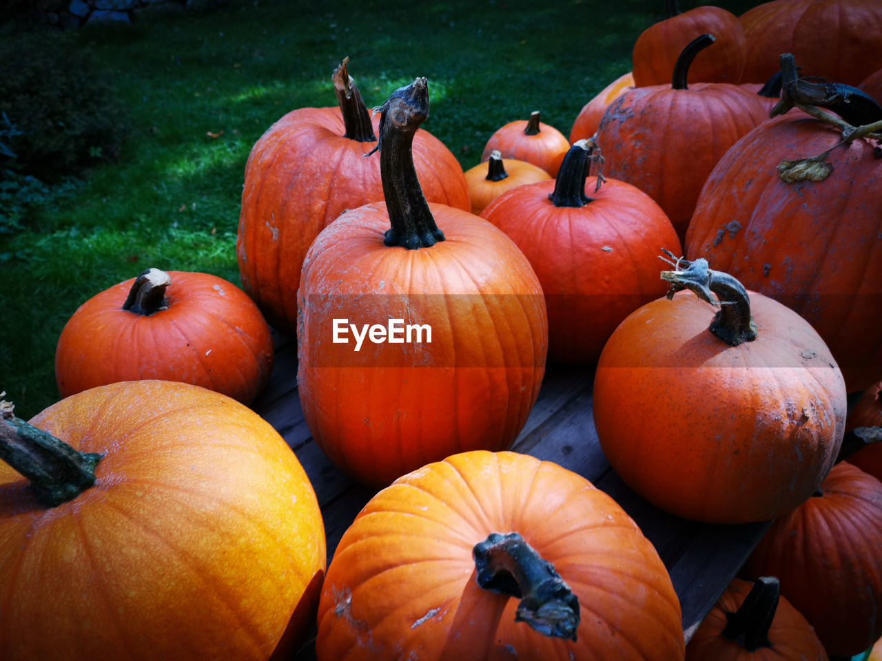 Close-up of pumpkins on field during autumn