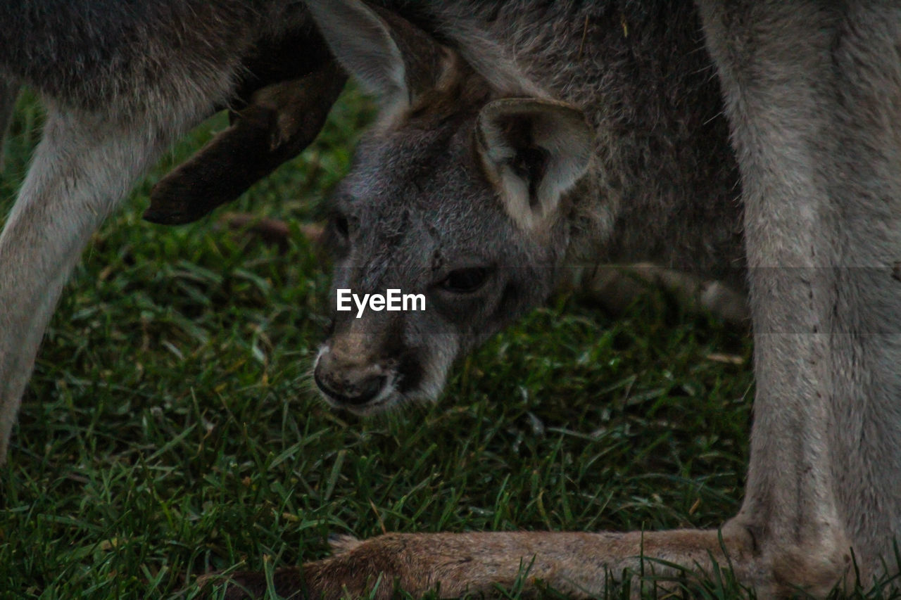 CLOSE-UP OF ANIMAL ON GRASS