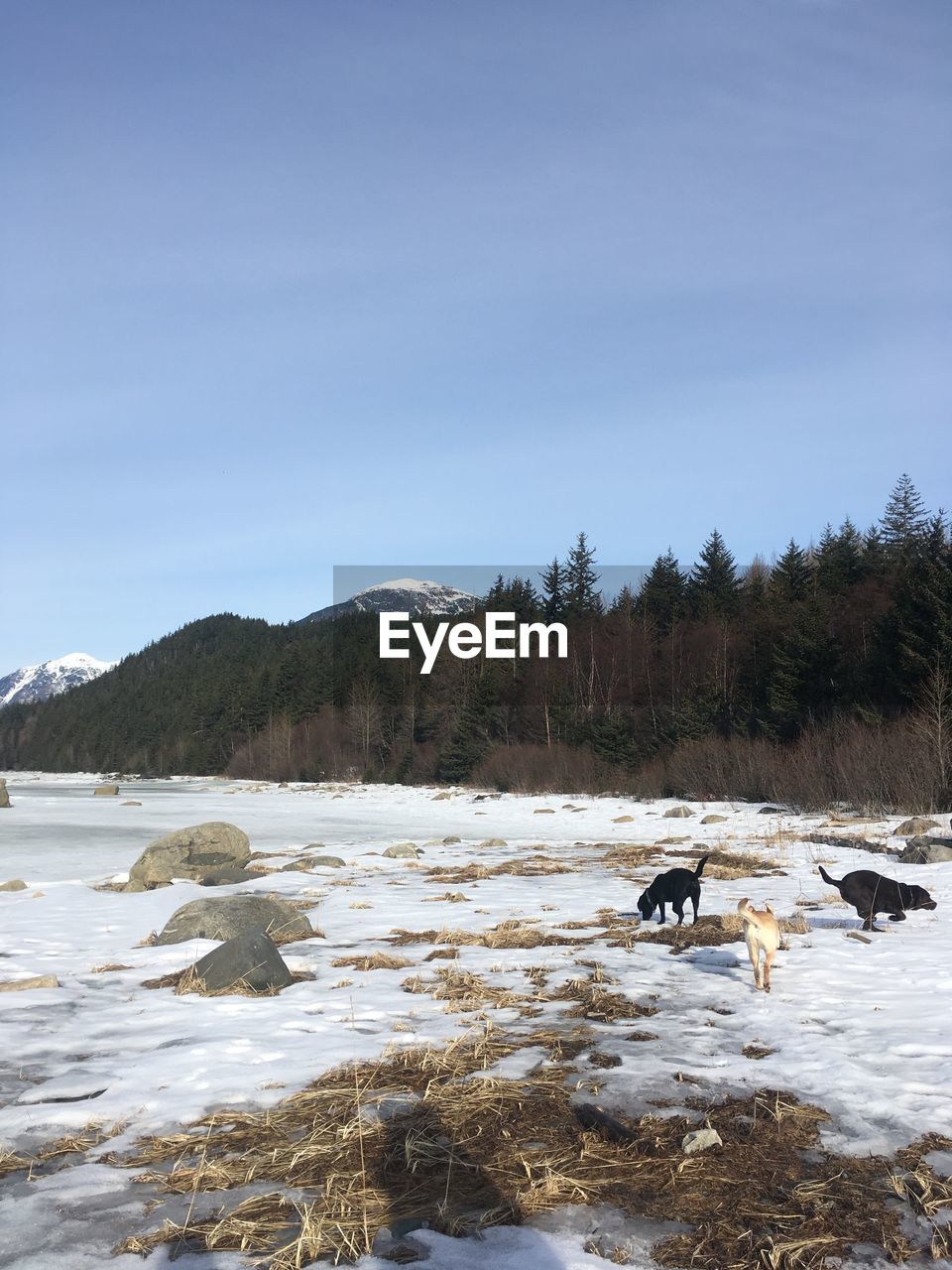 View of dogs by the water against sky