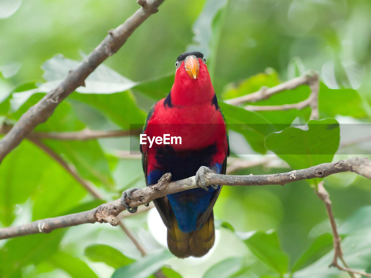 CLOSE-UP OF A PARROT PERCHING ON BRANCH