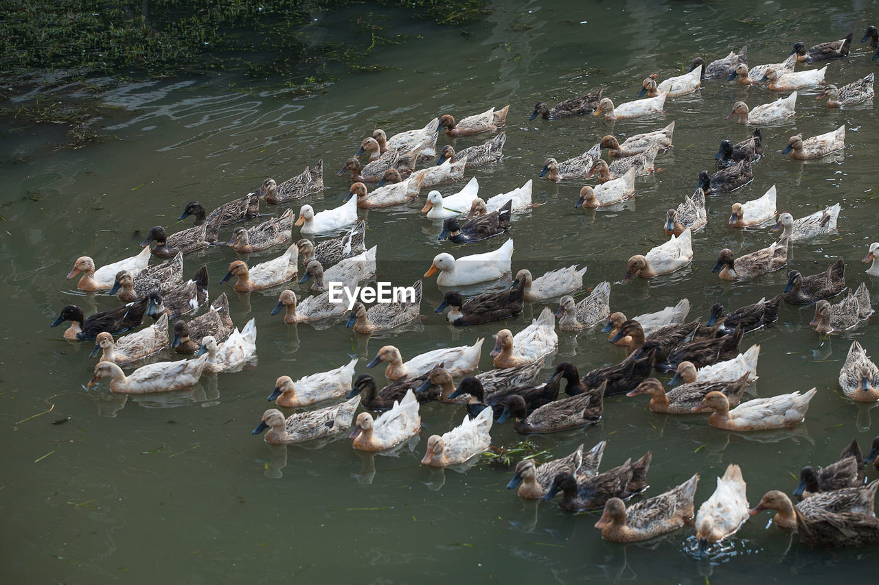 High angle view of ducks swimming in lake