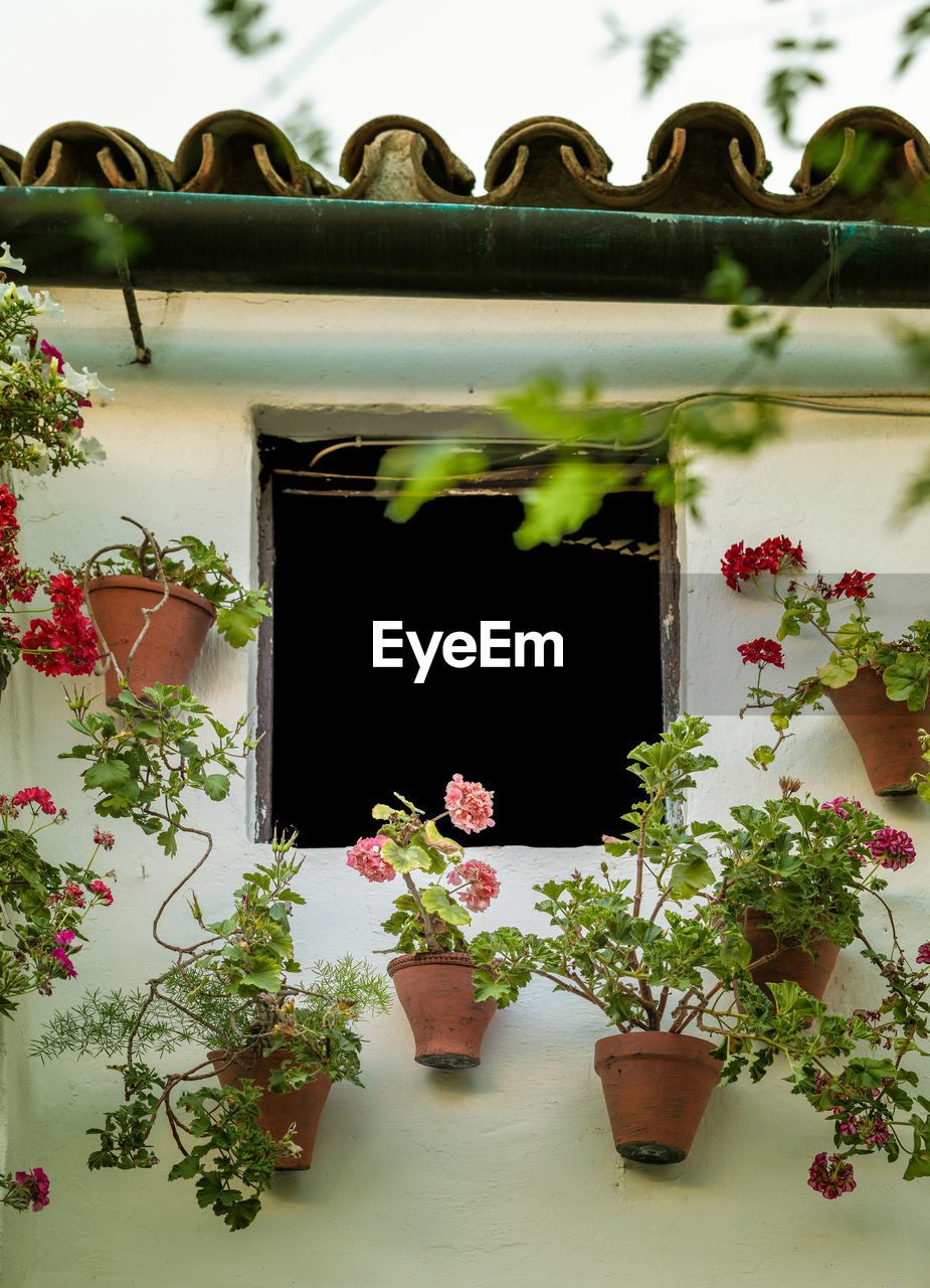 POTTED PLANT ON WINDOW OF HOUSE