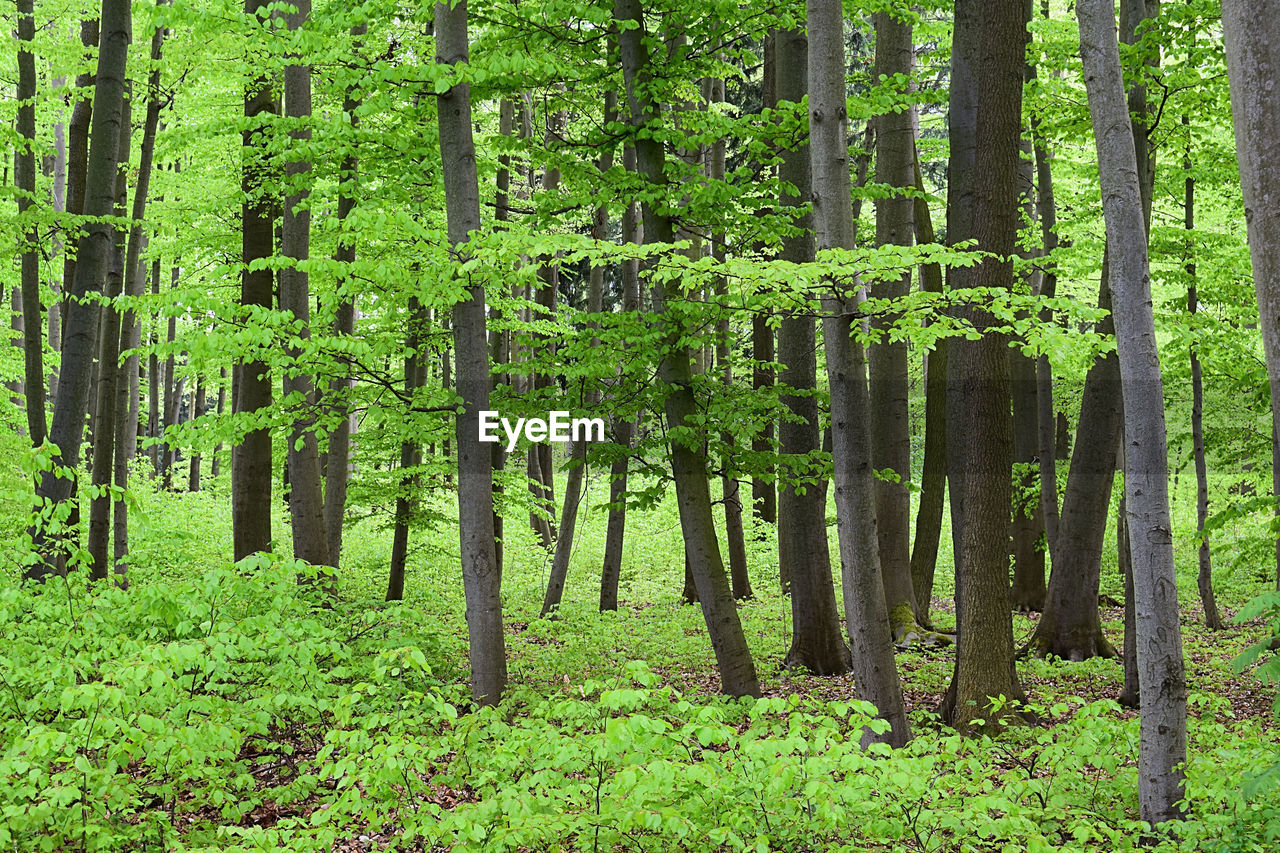 SCENIC VIEW OF FOREST
