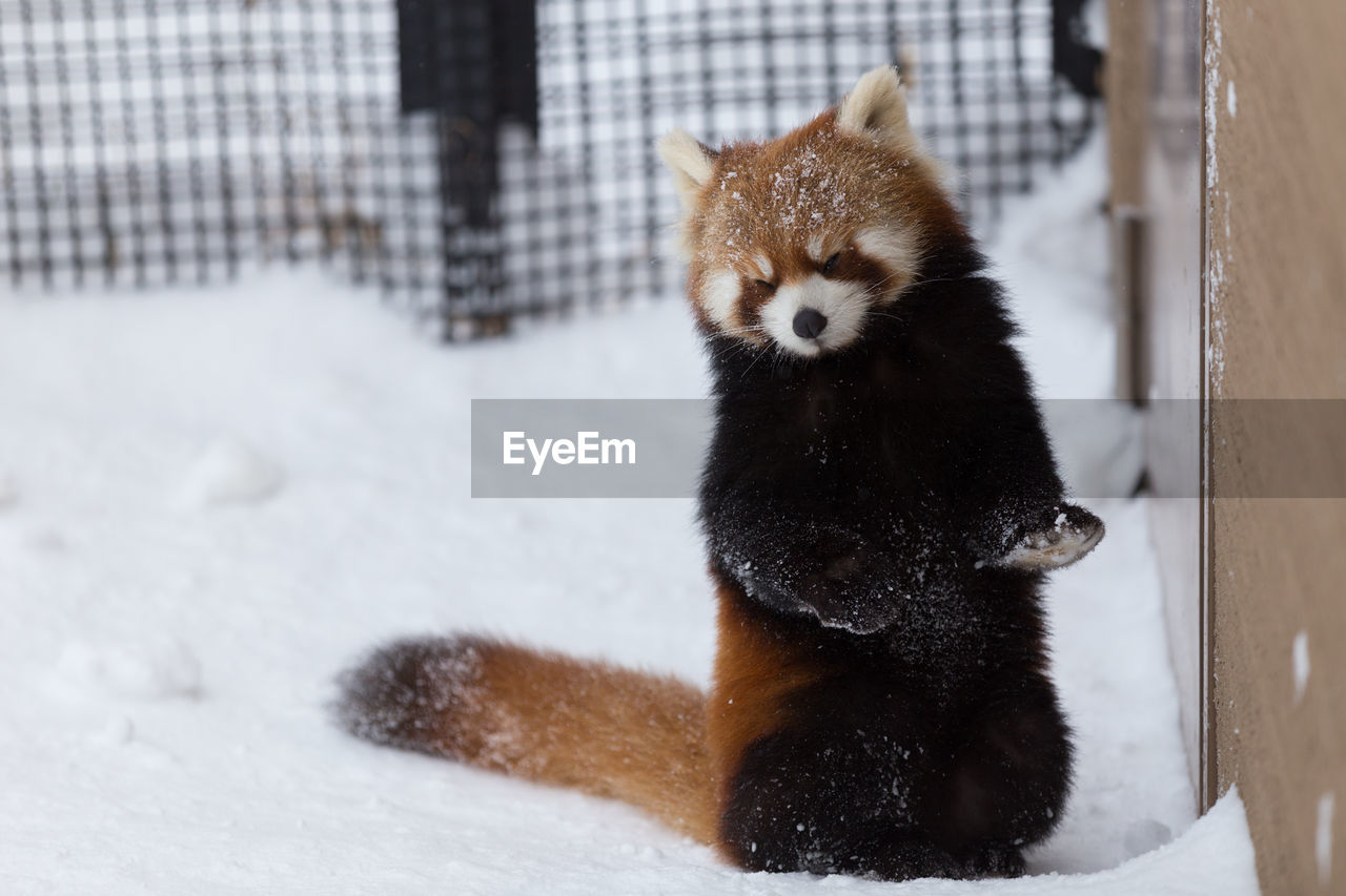 Close-up of red panda on snow