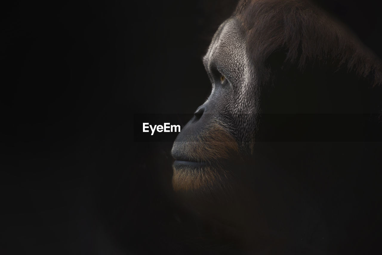 Profile view of orangutan looking away against black background