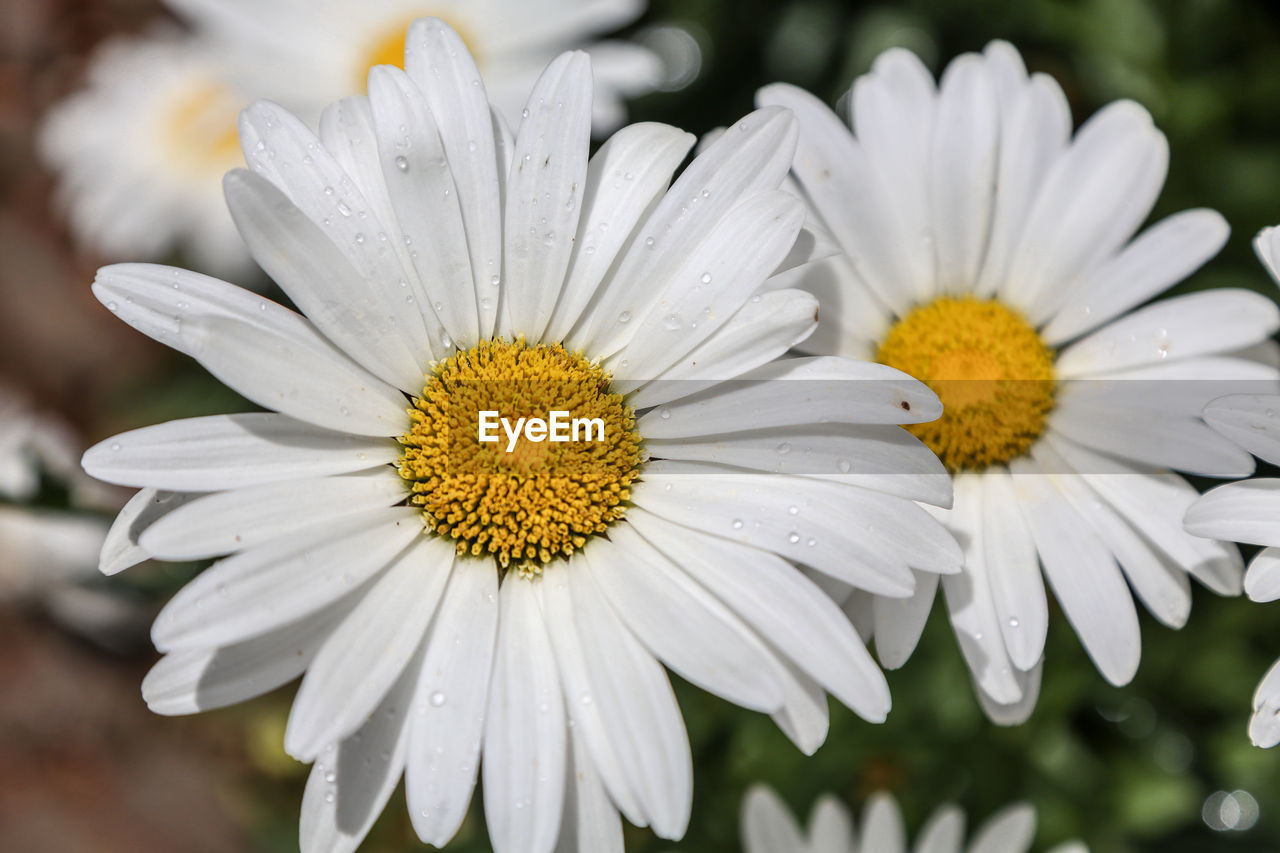 Close-up of flowers blooming outdoors