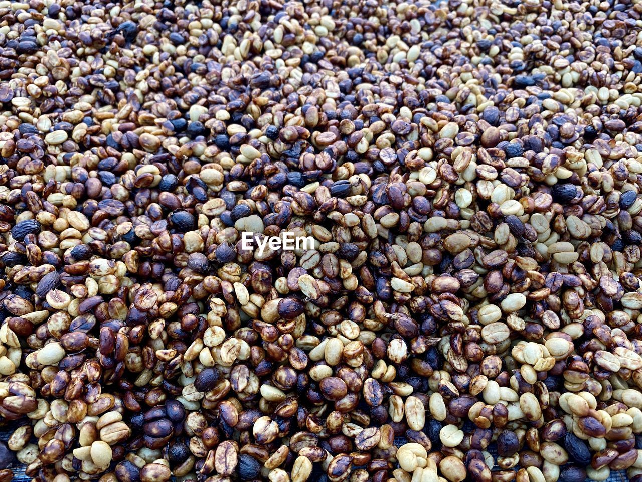 Organic coffee beans in northern thailand