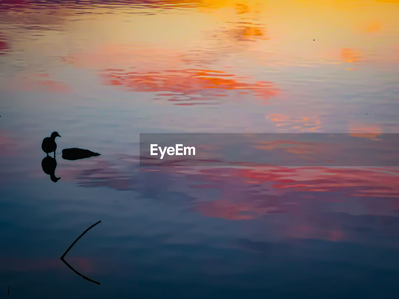 HIGH ANGLE VIEW OF DUCK SWIMMING IN LAKE DURING SUNSET