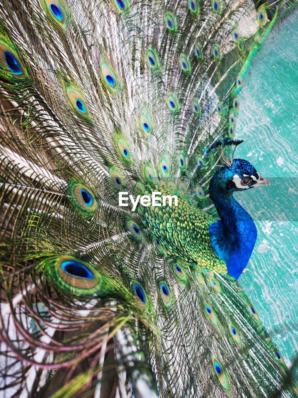 FULL FRAME SHOT OF PEACOCK WITH FEATHERS