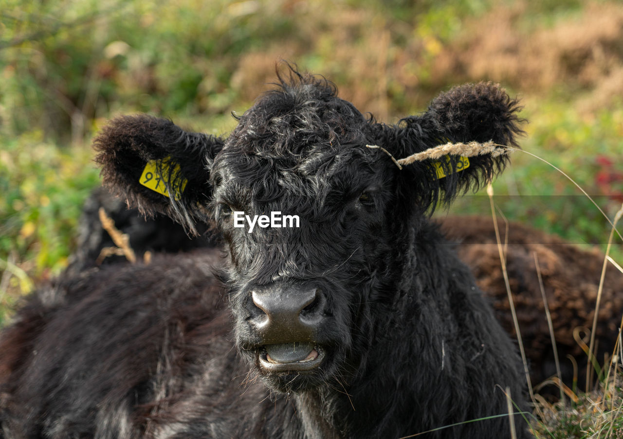 Close-up portrait of a cow on field