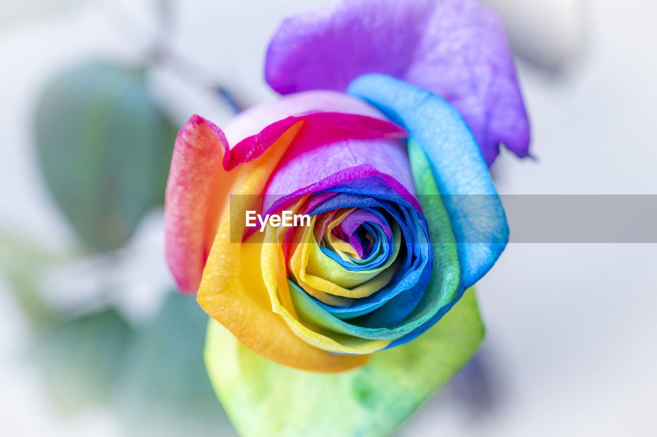 CLOSE-UP OF ROSE BUD