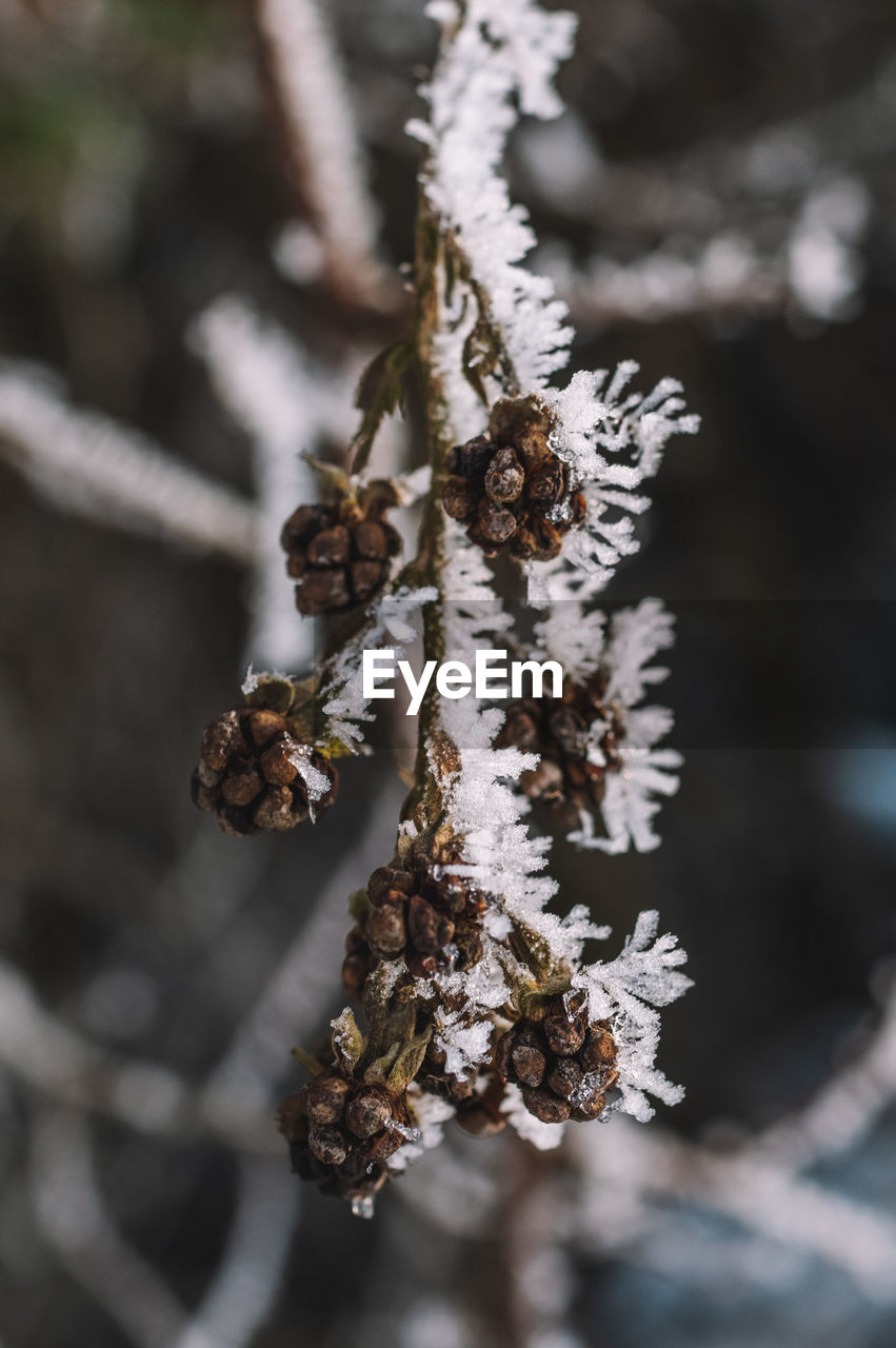 Frozen ice covered plant