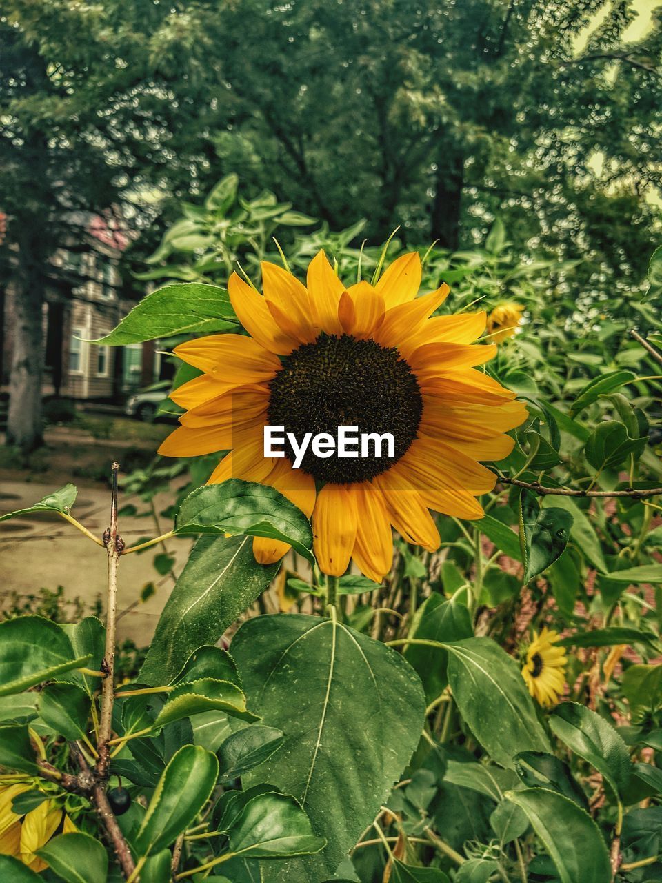 Close-up of fresh sunflower blooming in field