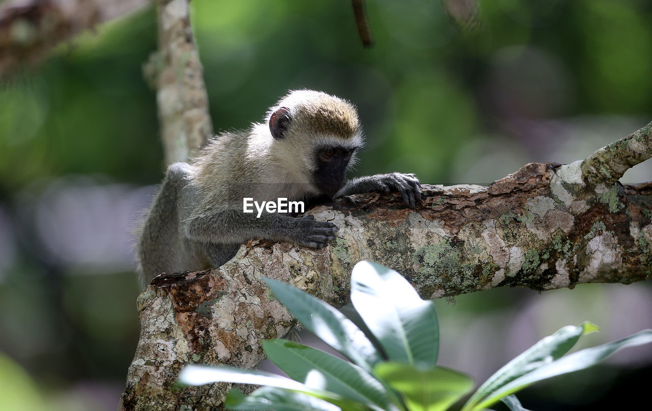 CLOSE-UP OF MONKEY ON TREE