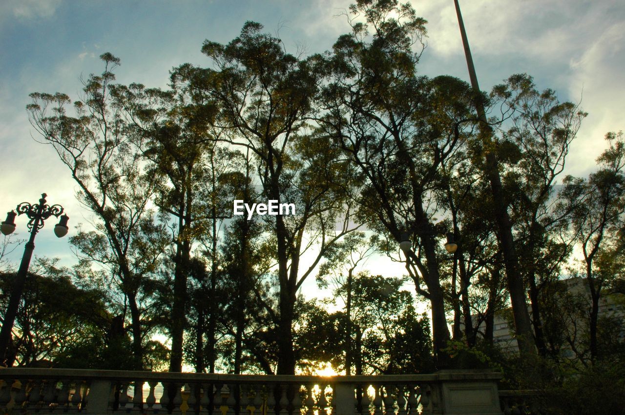 SILHOUETTE OF TREES AT SUNSET