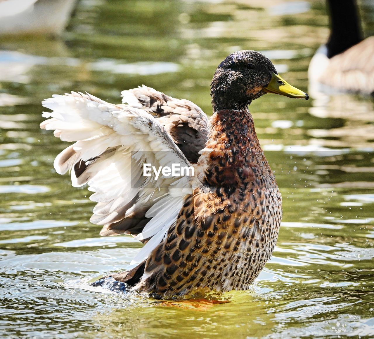close-up of duck swimming in lake