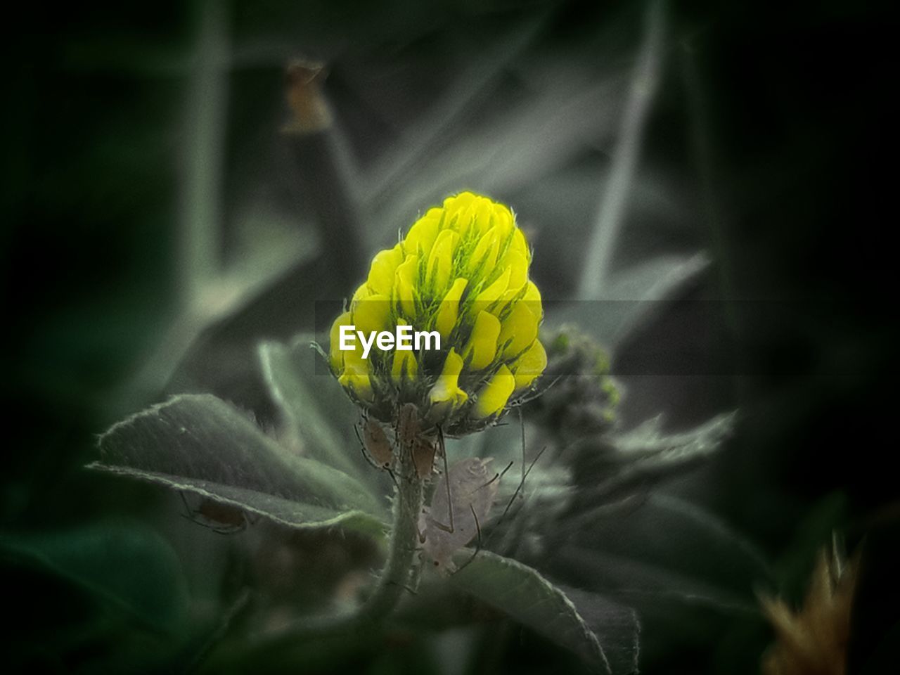 CLOSE-UP OF YELLOW FLOWER AGAINST BLURRED BACKGROUND